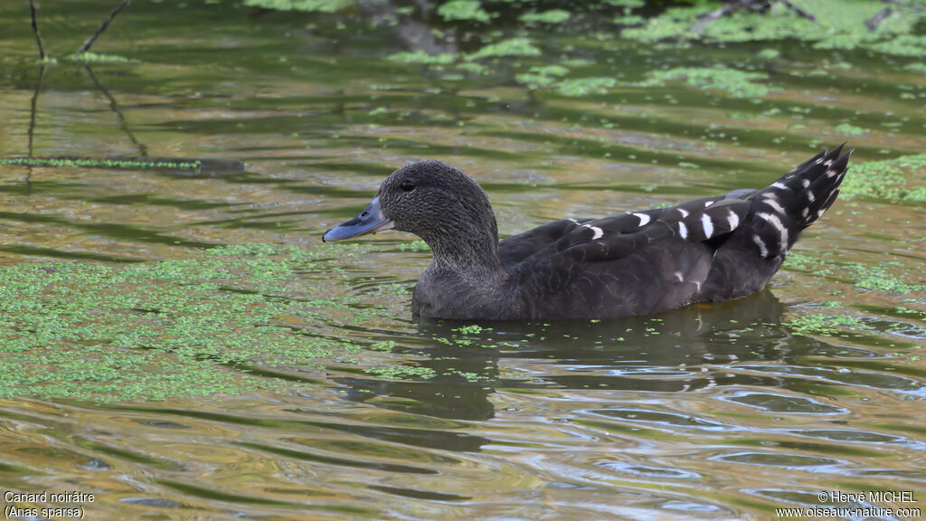 African Black Duck