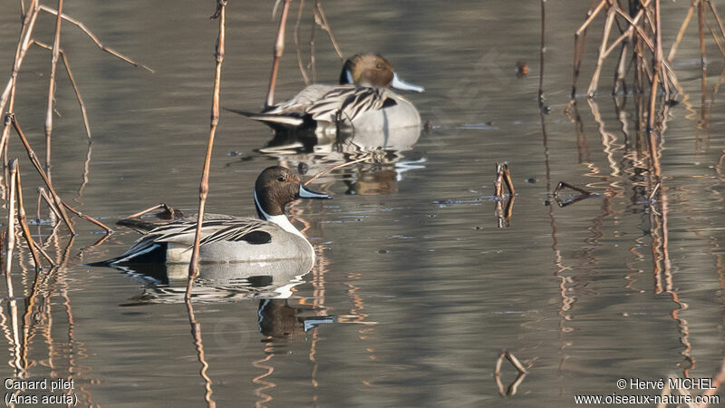 Canard pilet mâle adulte nuptial