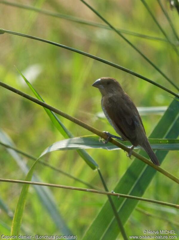 Scaly-breasted Munia female