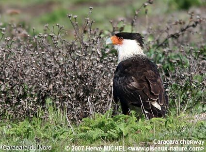 Crested Caracara (cheriway)adult