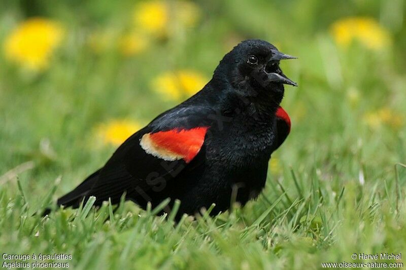 Red-winged Blackbird male adult breeding