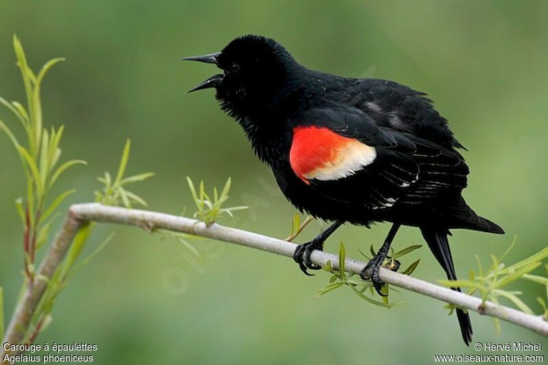 Red-winged Blackbird male adult breeding