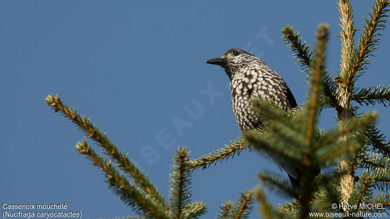 Northern Nutcrackeradult breeding