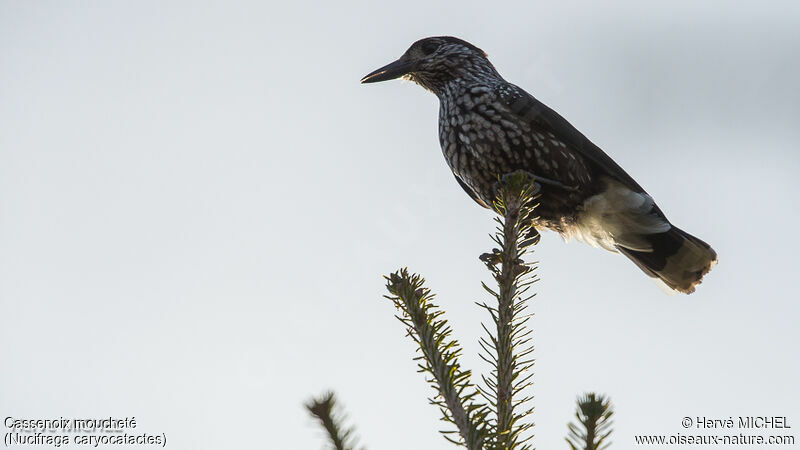 Northern Nutcrackeradult