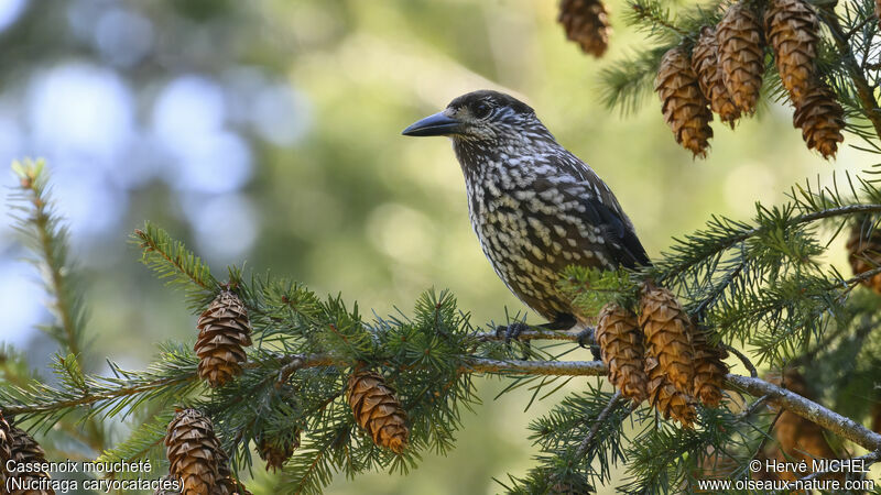 Spotted Nutcracker