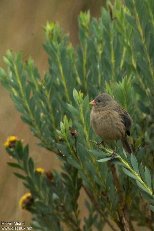 Paramo Seedeaterimmature, identification