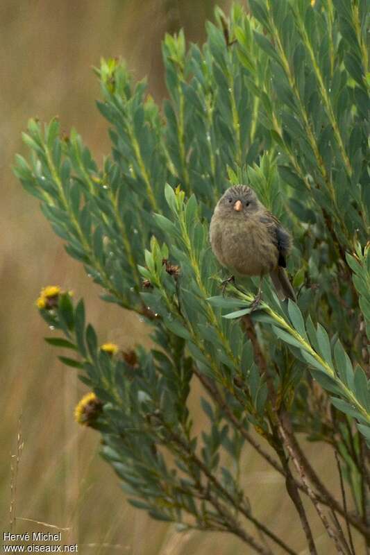 Paramo Seedeaterimmature