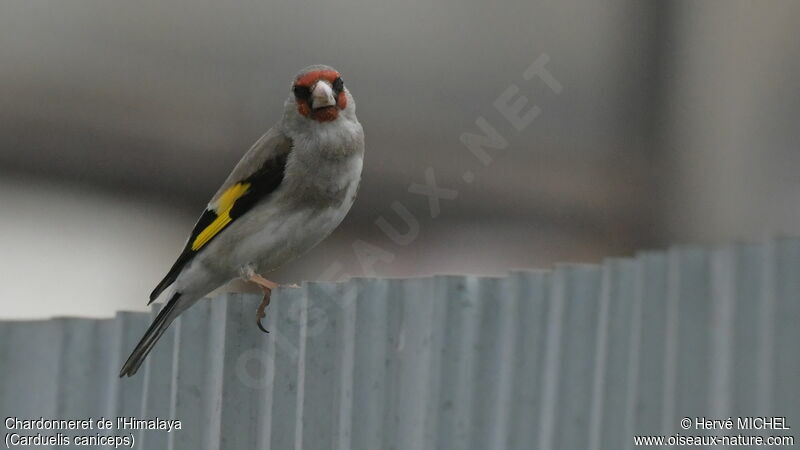 Grey-crowned Goldfinch