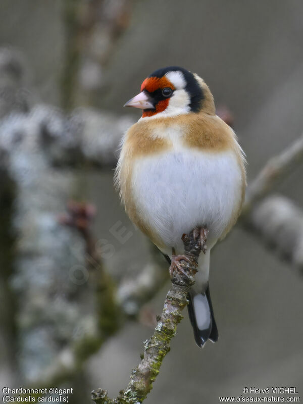 European Goldfinch