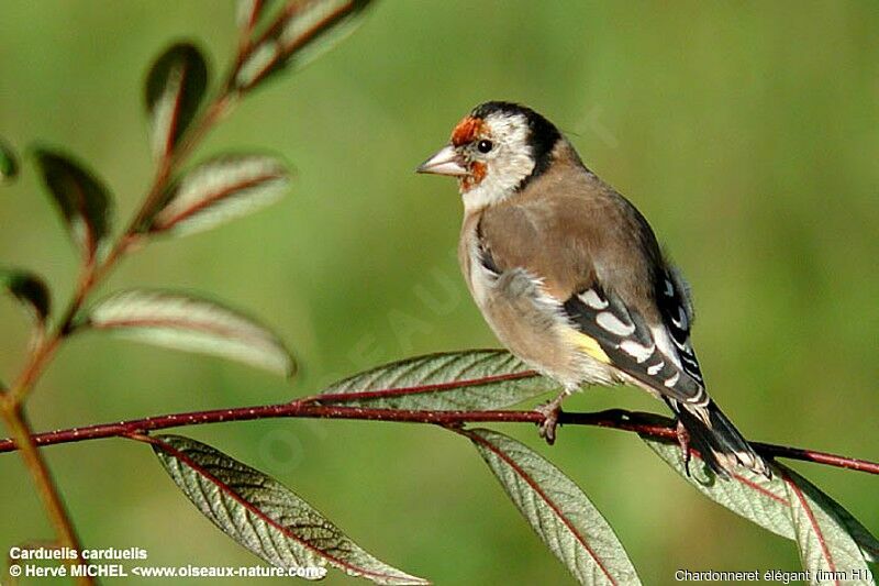 European Goldfinch