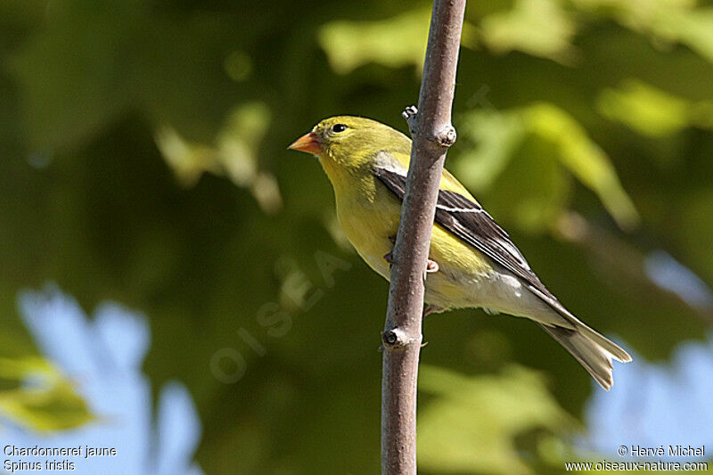 Chardonneret jaune femelle adulte nuptial