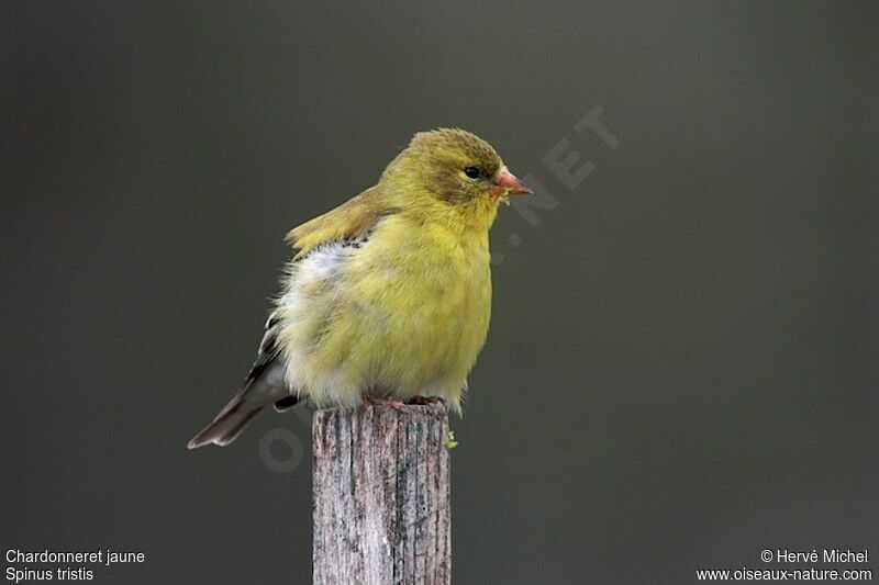 Chardonneret jaune femelle adulte nuptial