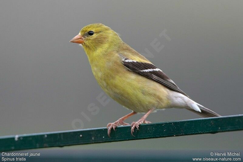 Chardonneret jaune femelle adulte