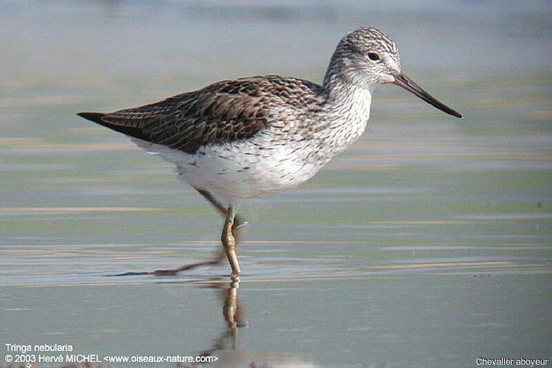 Common Greenshank