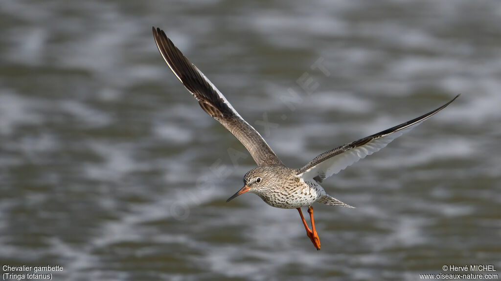 Chevalier gambetteadulte nuptial