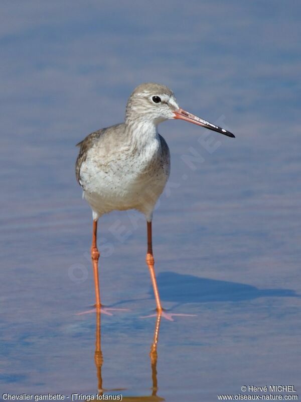 Common Redshank