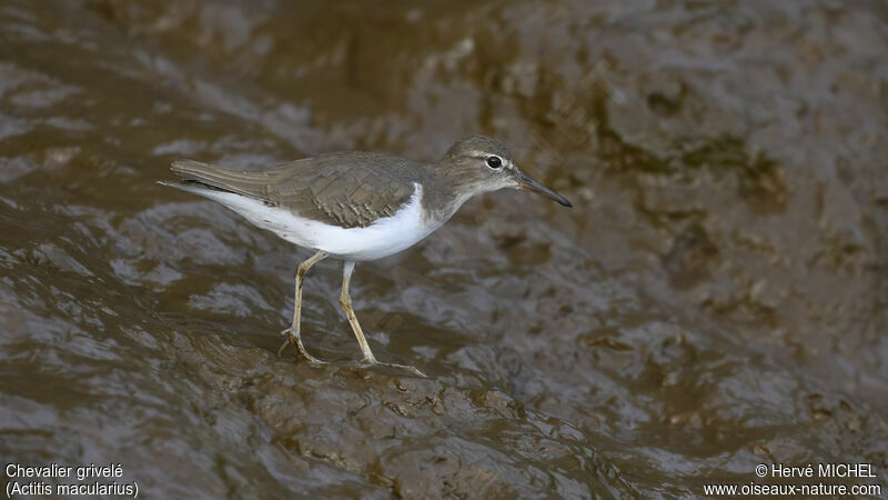 Spotted Sandpiper