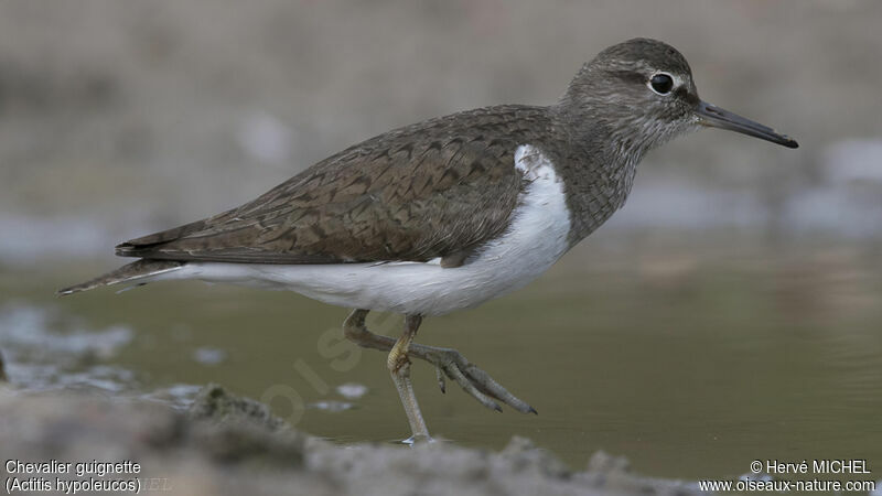 Common Sandpiper