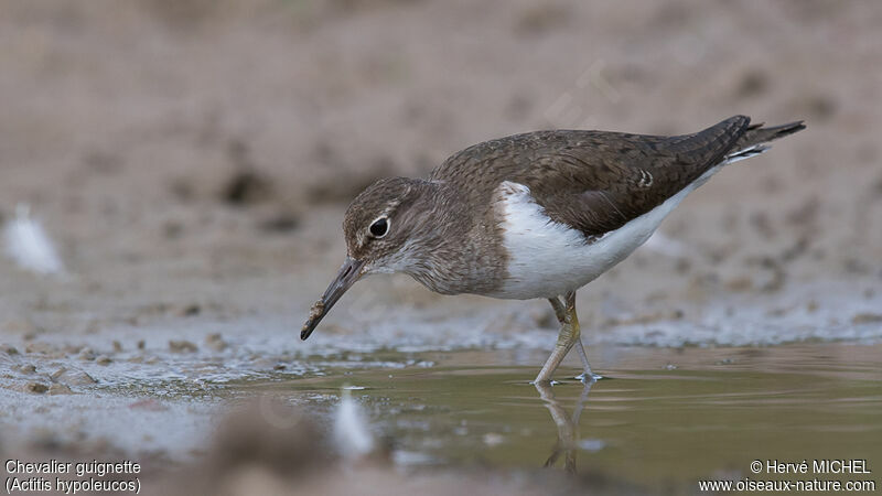 Common Sandpiper