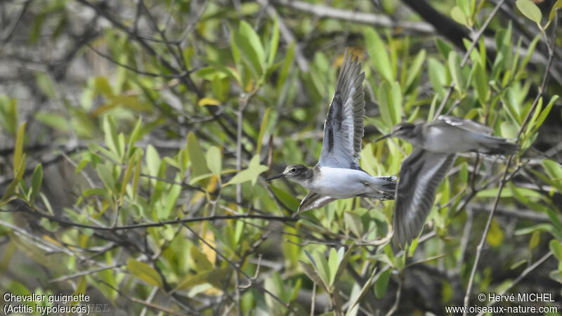 Common Sandpiper