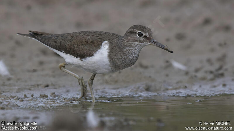 Common Sandpiper