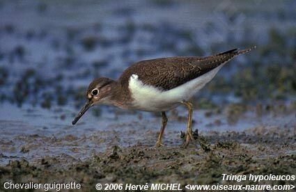 Common Sandpiper