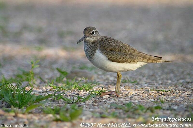 Common Sandpiper