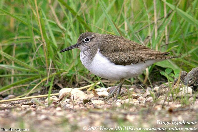 Common Sandpiper