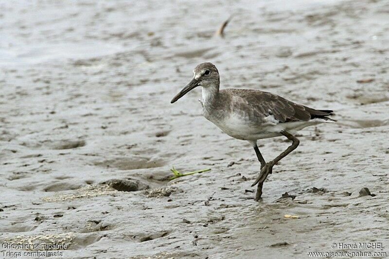 Willet, identification