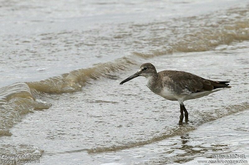 Willet, identification