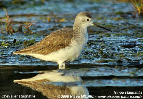 Marsh Sandpiperimmature