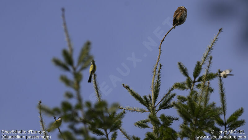 Eurasian Pygmy Owl male adult, Behaviour