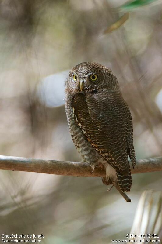 Jungle Owlet