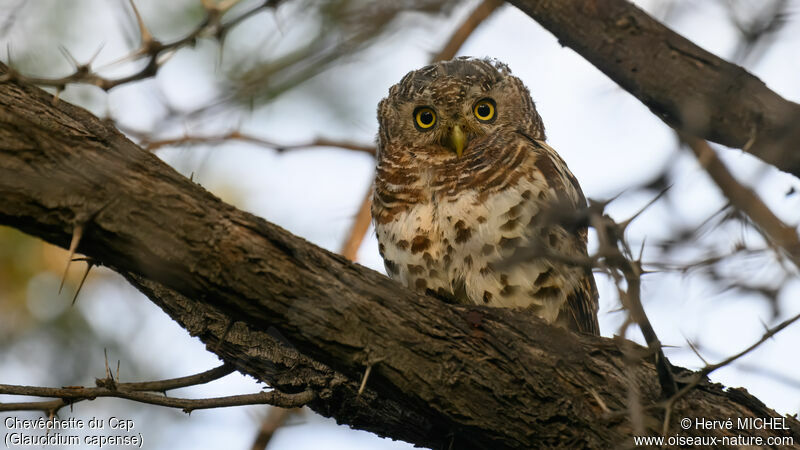 African Barred Owlet