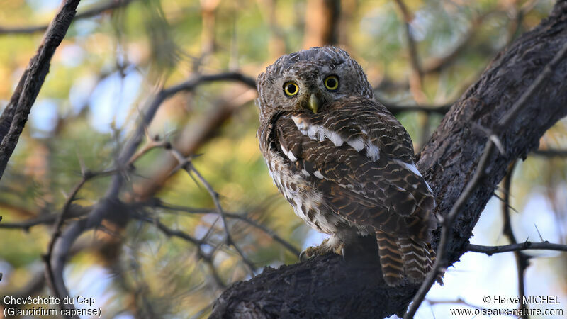 African Barred Owlet