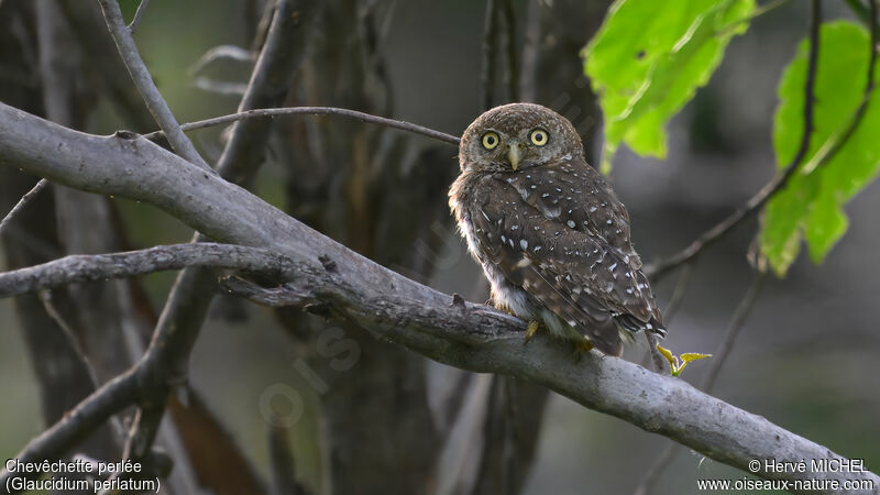 Pearl-spotted Owlet