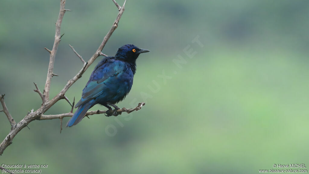 Choucador à ventre noiradulte