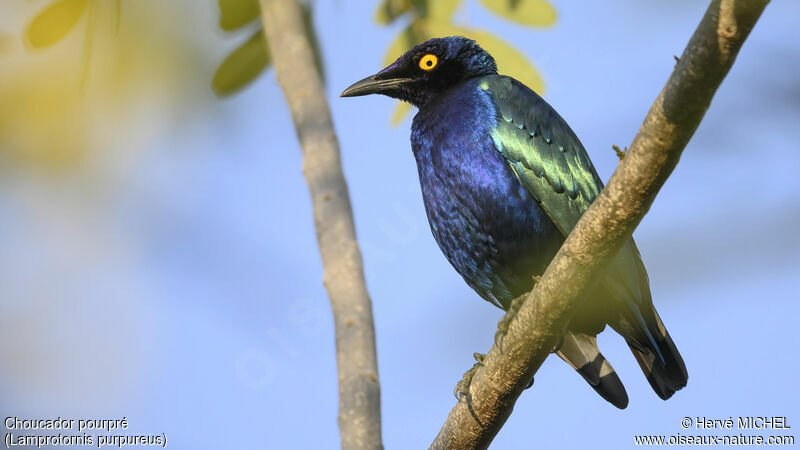 Purple Starling