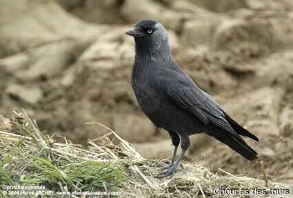 Western Jackdaw