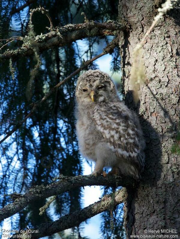 Ural OwlPoussin, identification