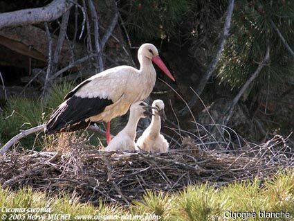 White Stork