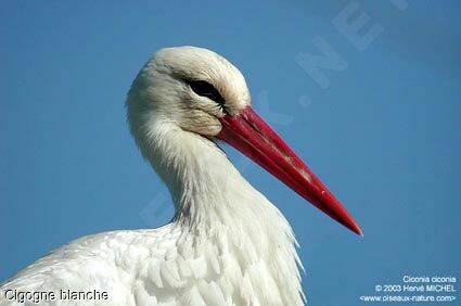 Cigogne blanche