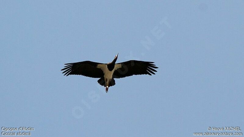 Cigogne d'Abdim