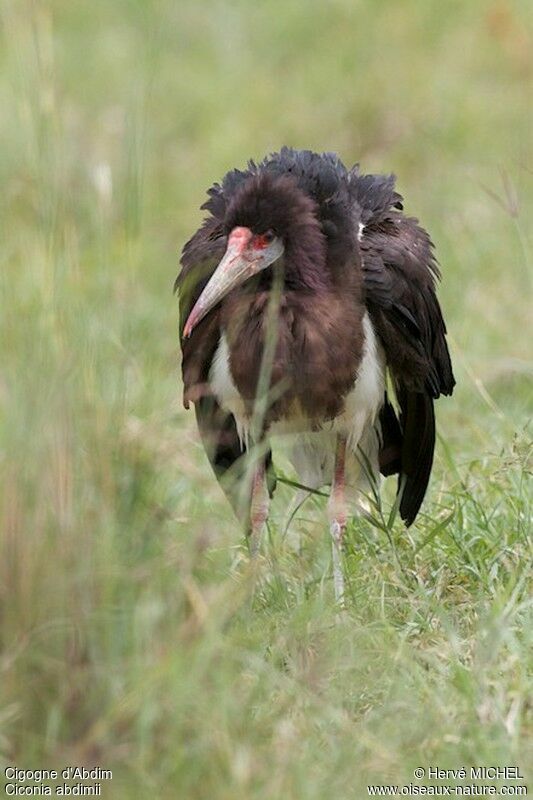 Cigogne d'Abdim