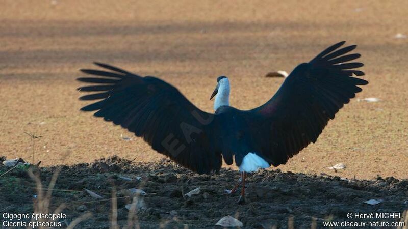 Asian Woolly-necked Stork