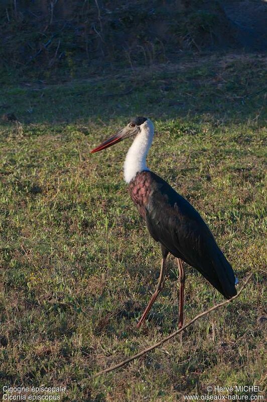 Cigogne épiscopale