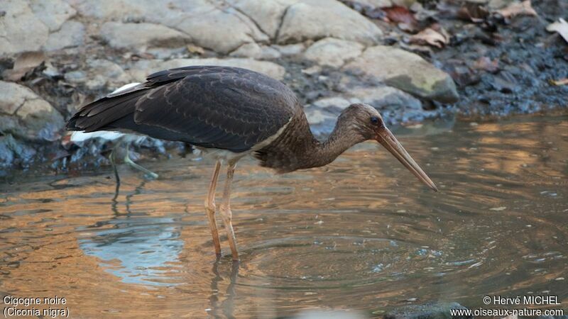 Cigogne noireimmature