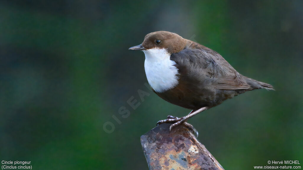 White-throated Dipper