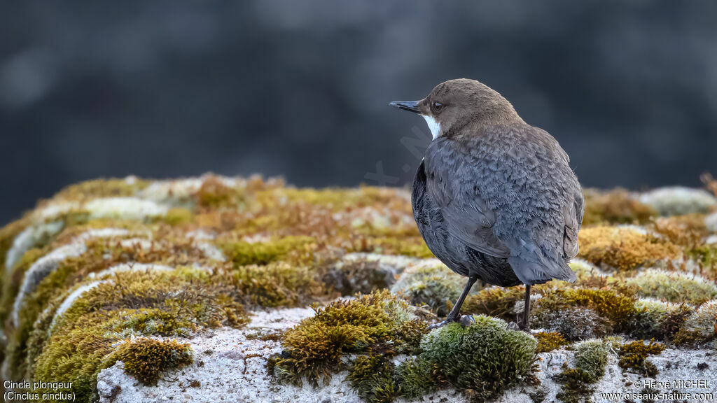 White-throated Dipper