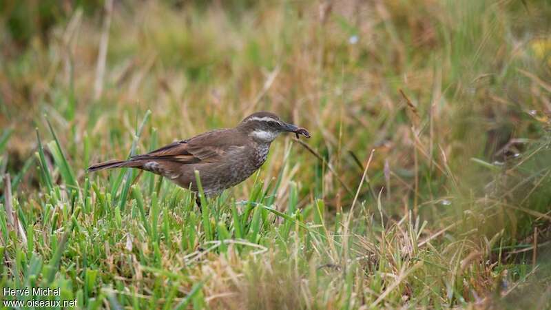 Stout-billed Cinclodesadult, fishing/hunting